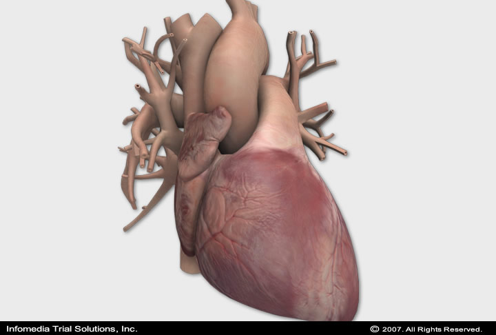 Medical Animations & Illustrations